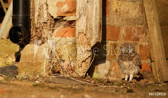 Picture of Little owlet in a junkyard